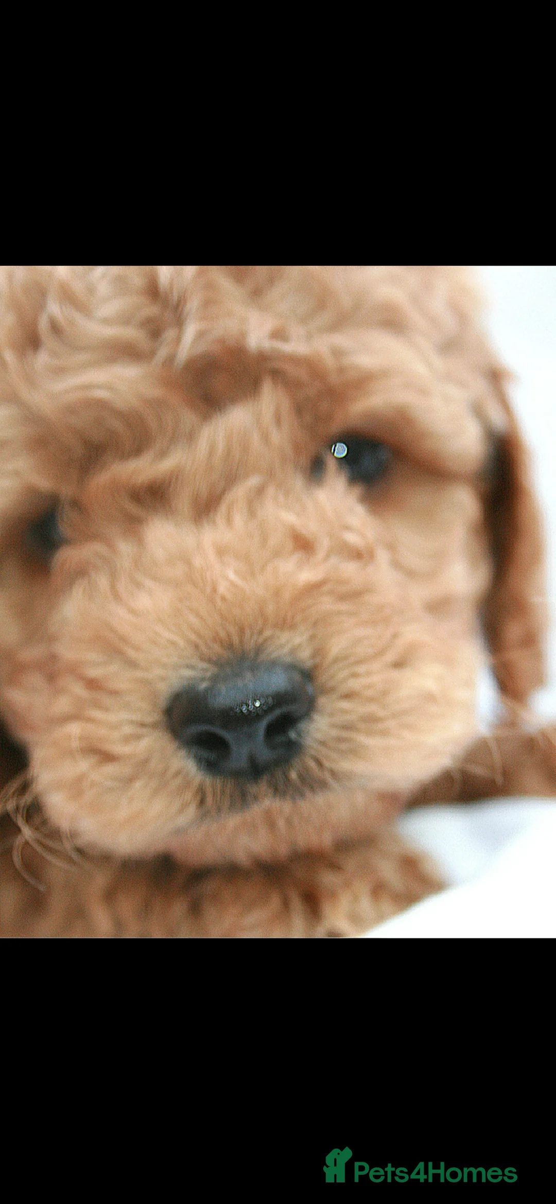 Cockapoo dogs for sale: F1B Mini Cockapoos - Advert 13