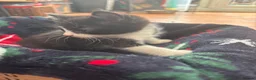 British Shorthair cats for sale: Beautiful tuxedo kittens  - Advert 16