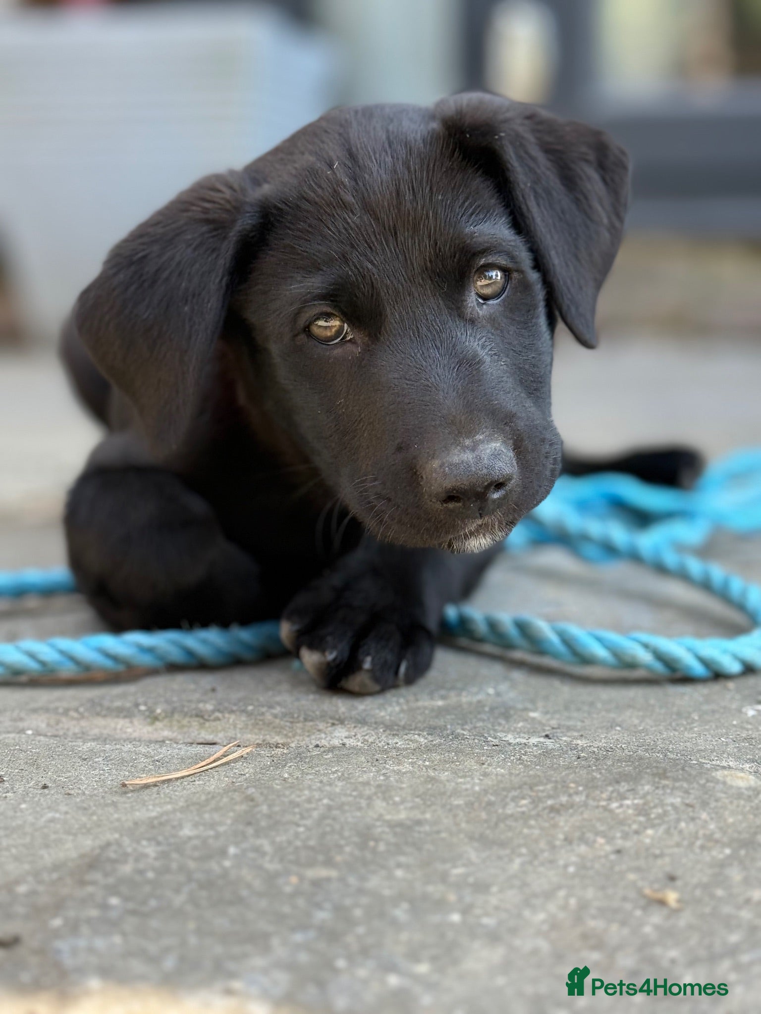 Borador dogs Stunning Lab x Collie, cream, black & chocolate! - Advert 1