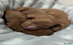 Cavapoo dogs for sale: Rare extensively health tested F1 cavapoos  - Image 32