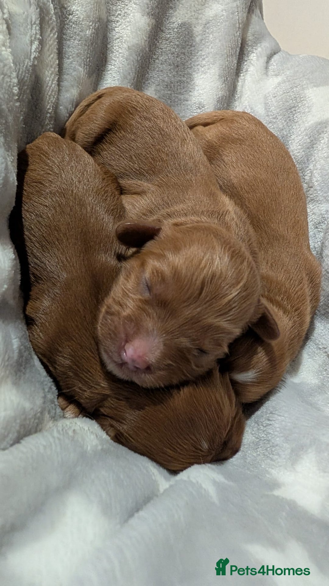 Cavapoo dogs for sale: Rare extensively health tested F1 cavapoos  - Image 32
