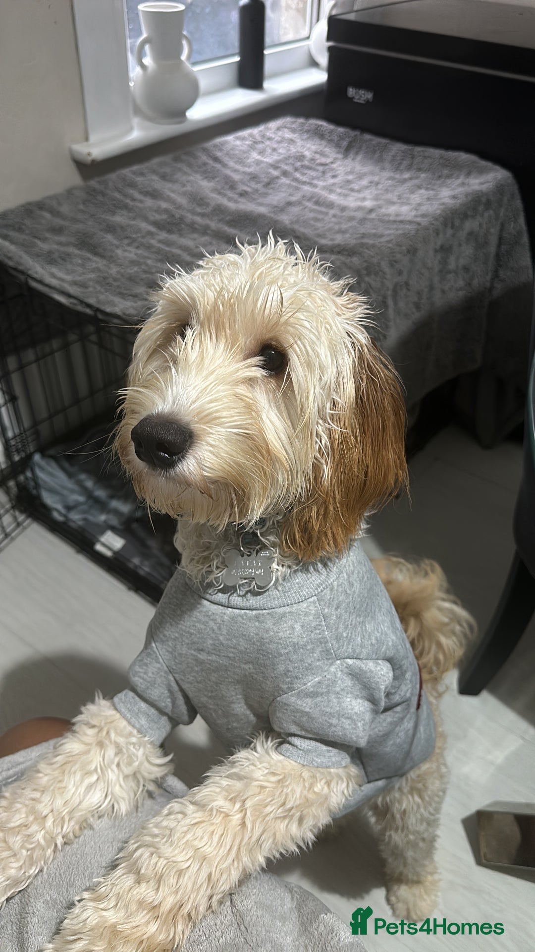 Cockapoo dogs for sale: Loving home needed for our dog Fergie - Image 5
