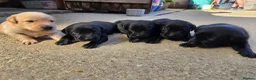 Labrador Retriever dogs for sale: Working labrador puppies  - Advert 2