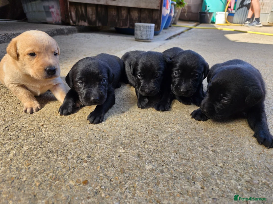 Labrador Retriever dogs for sale: Working labrador puppies  - Advert 2