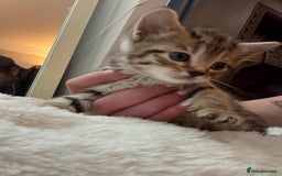 Mixed Breed cats for sale: 4 kittens for sale  - Image 4