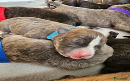 Mixed Breed dogs for sale: 8 Puppies - 3/4 blue staff 1/4 whipit  in Cradley Heath - Image 8