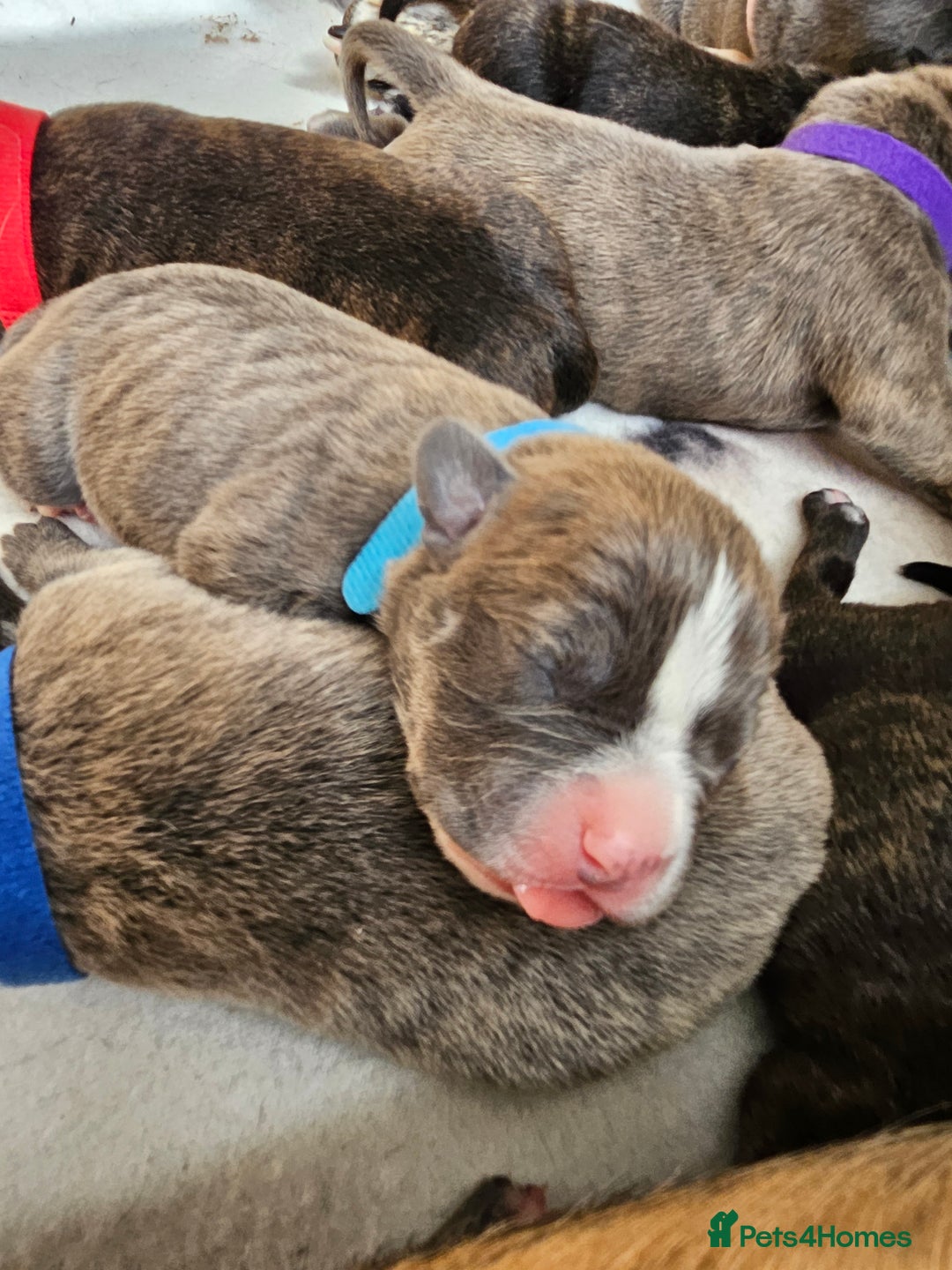 Mixed Breed dogs for sale: 8 Puppies - 3/4 blue staff 1/4 whipit  in Cradley Heath - Image 8