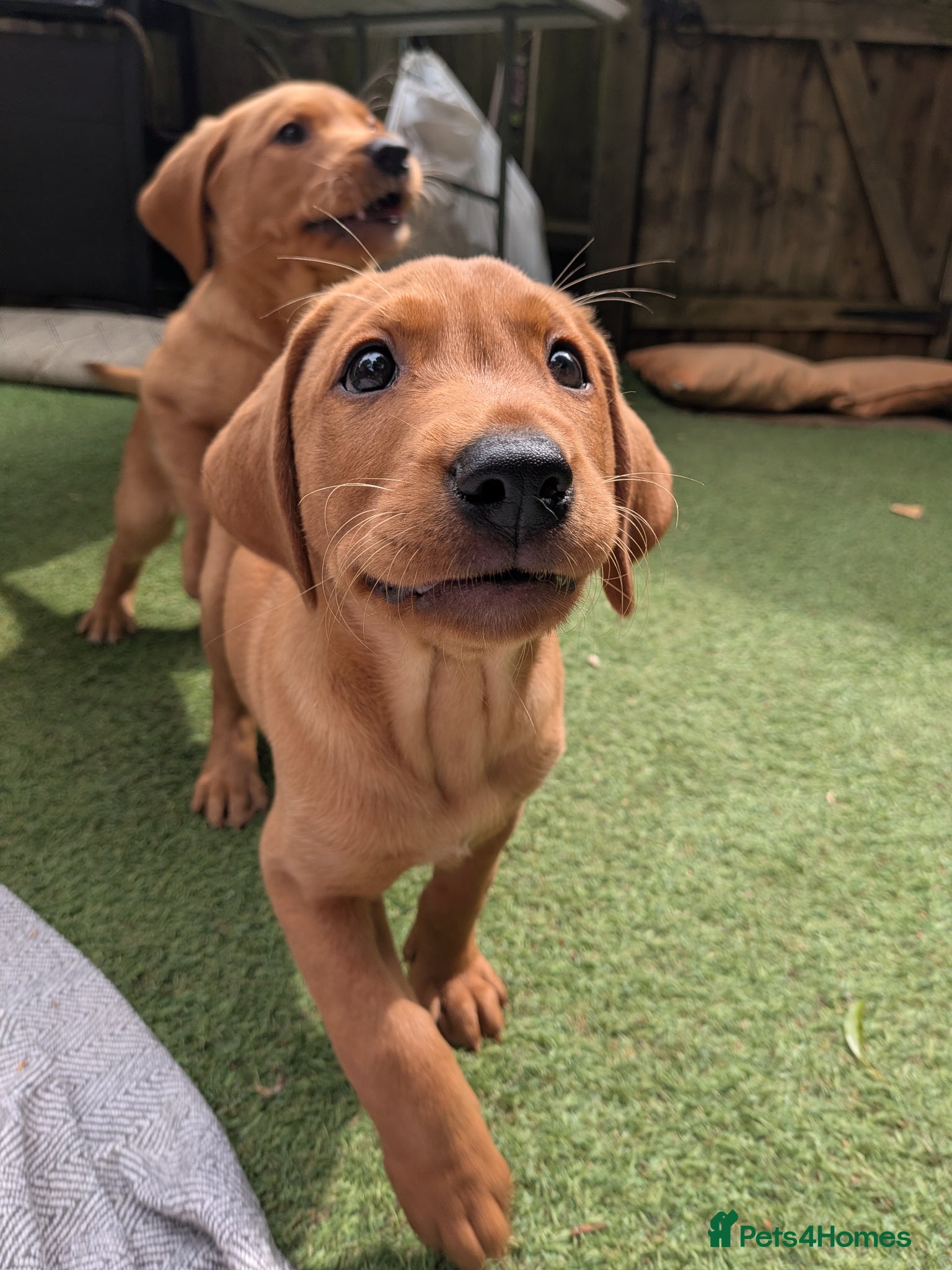 Labrador Retriever dogs Last dark KC Fox Red Labrador boy - Advert 1