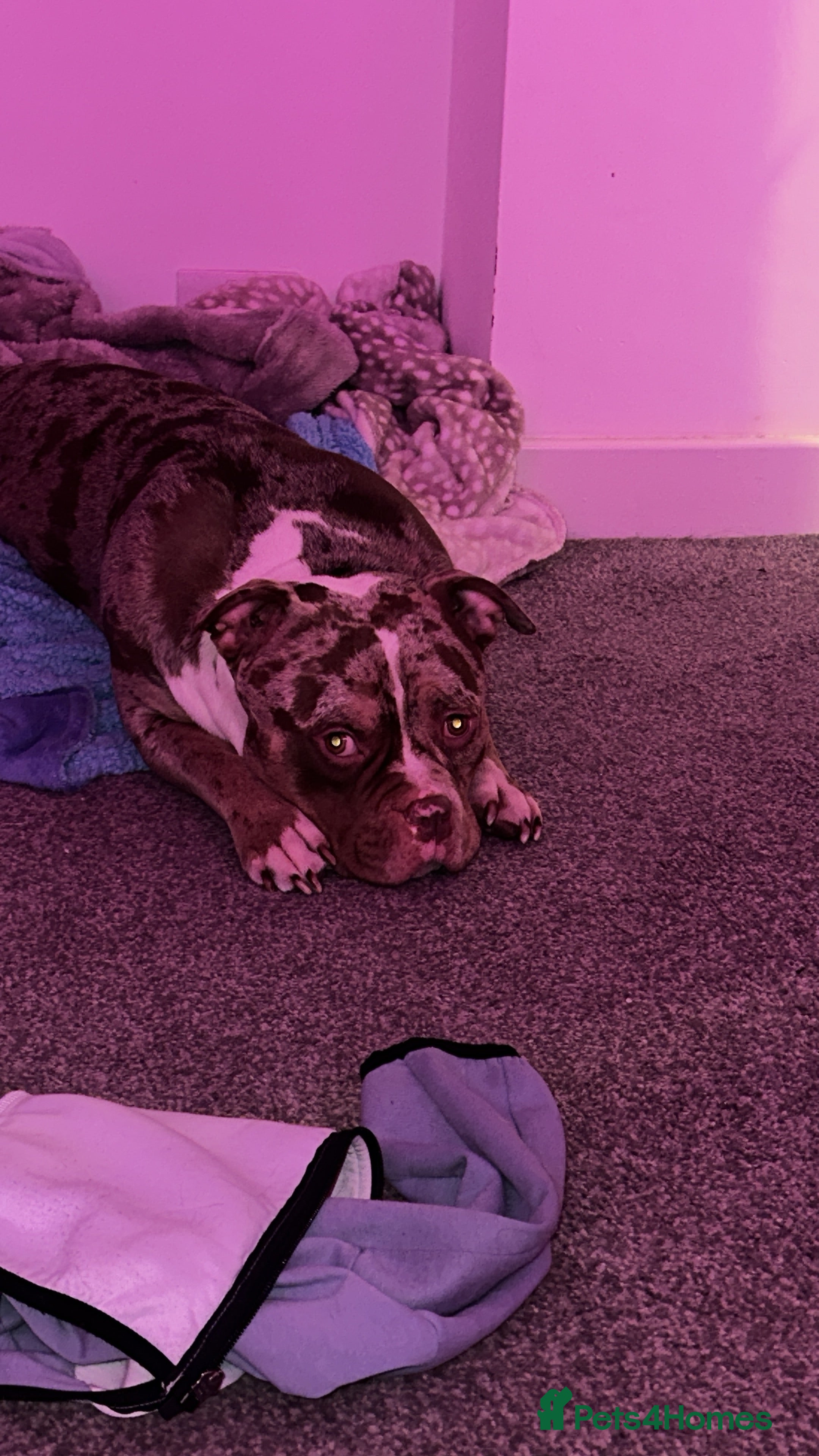 Mixed Breed dogs Male dog for sale  in Leeds - Advert 1