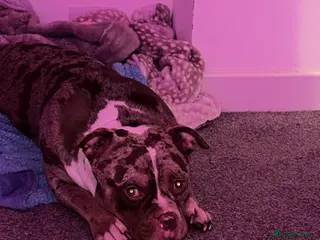 Mixed Breed dogs Male dog for sale in Leeds - Advert 1