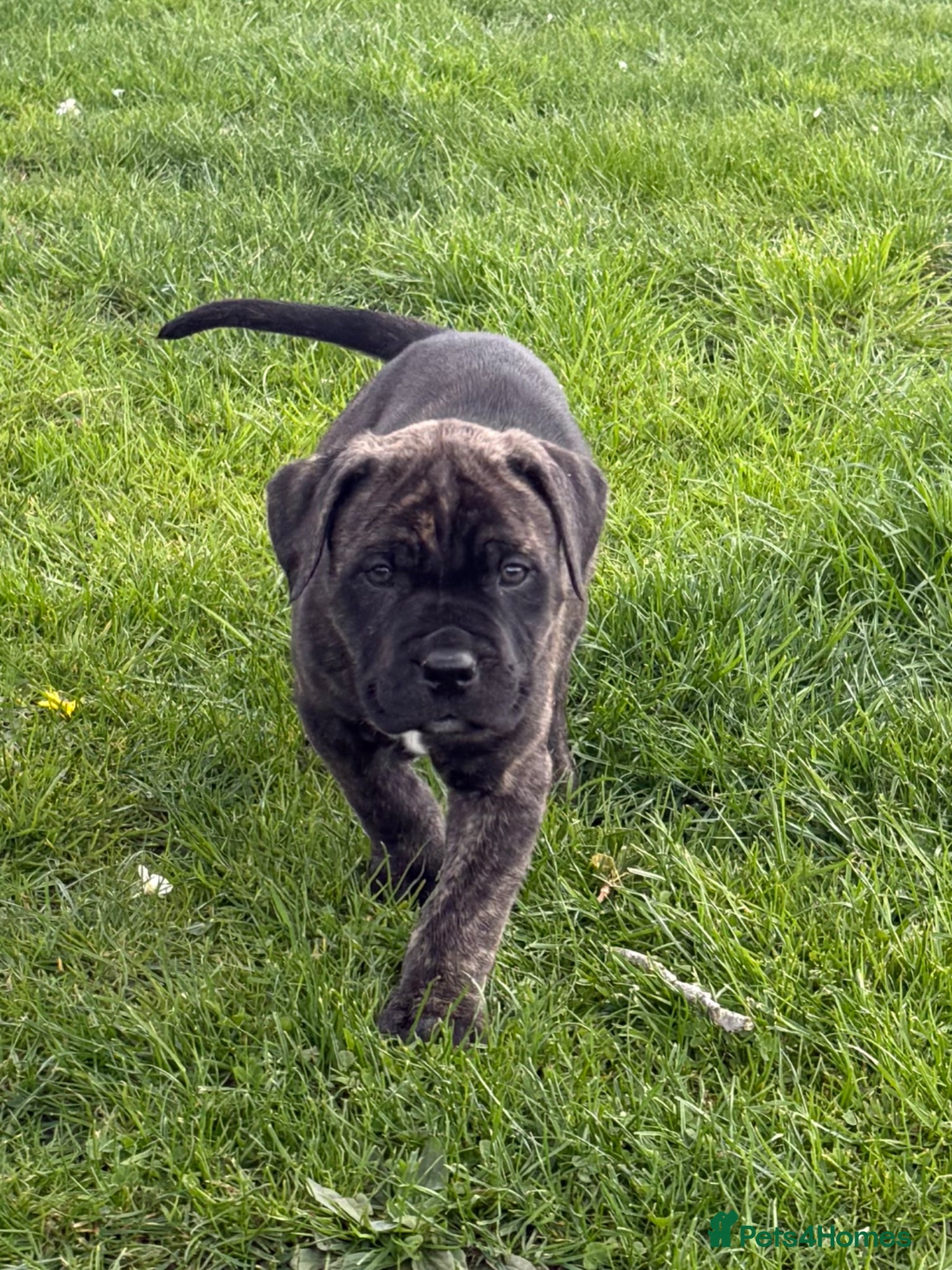 Mixed Breed dogs Cane corso cross puppies 3 males left - Advert 1