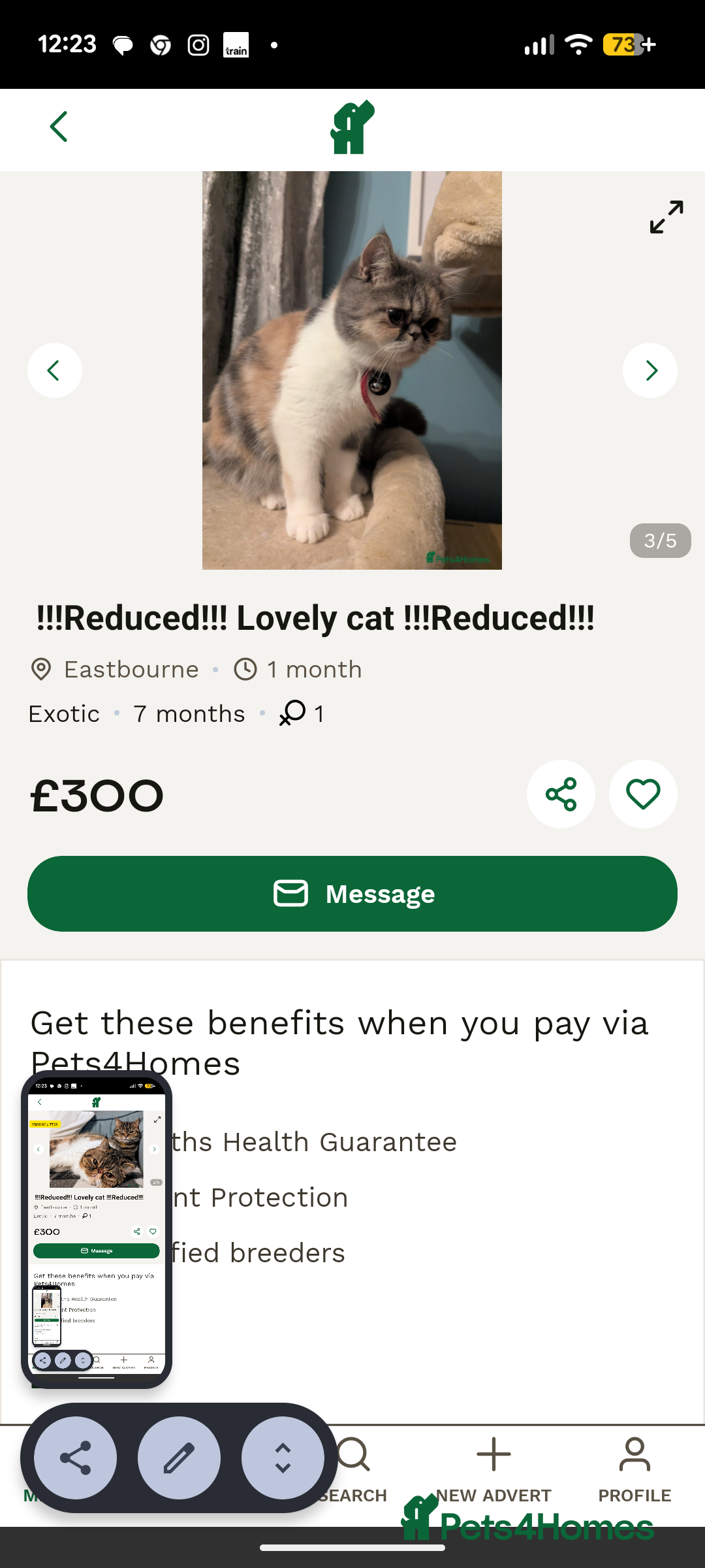 Exotic cats for sale: Deposit reservation  - Advert 4