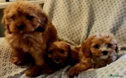 Cavapoo dogs for sale: Toy Cavapoo Puppies Looking for Forever Homes!! - Image 8