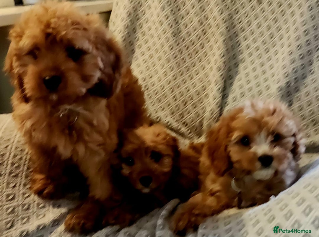 Cavapoo dogs for sale: Toy Cavapoo Puppies Looking for Forever Homes!! - Image 8