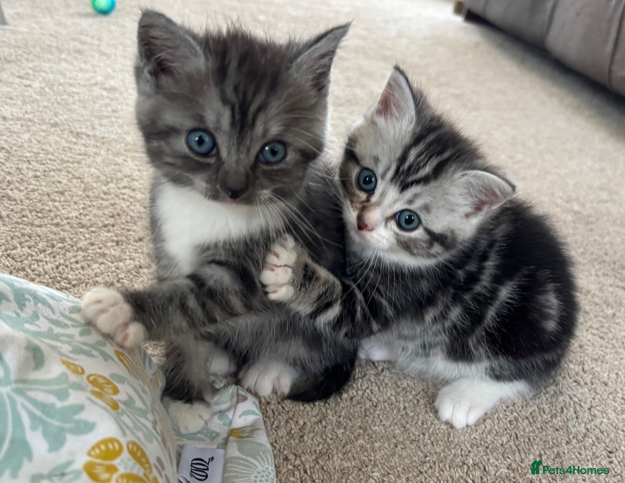 Ragdoll cats for sale: Gorgeous kittens!! - Advert 18