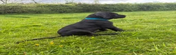 Mixed Breed dogs for sale: One beautiful big boy left in Yelverton - Advert 5