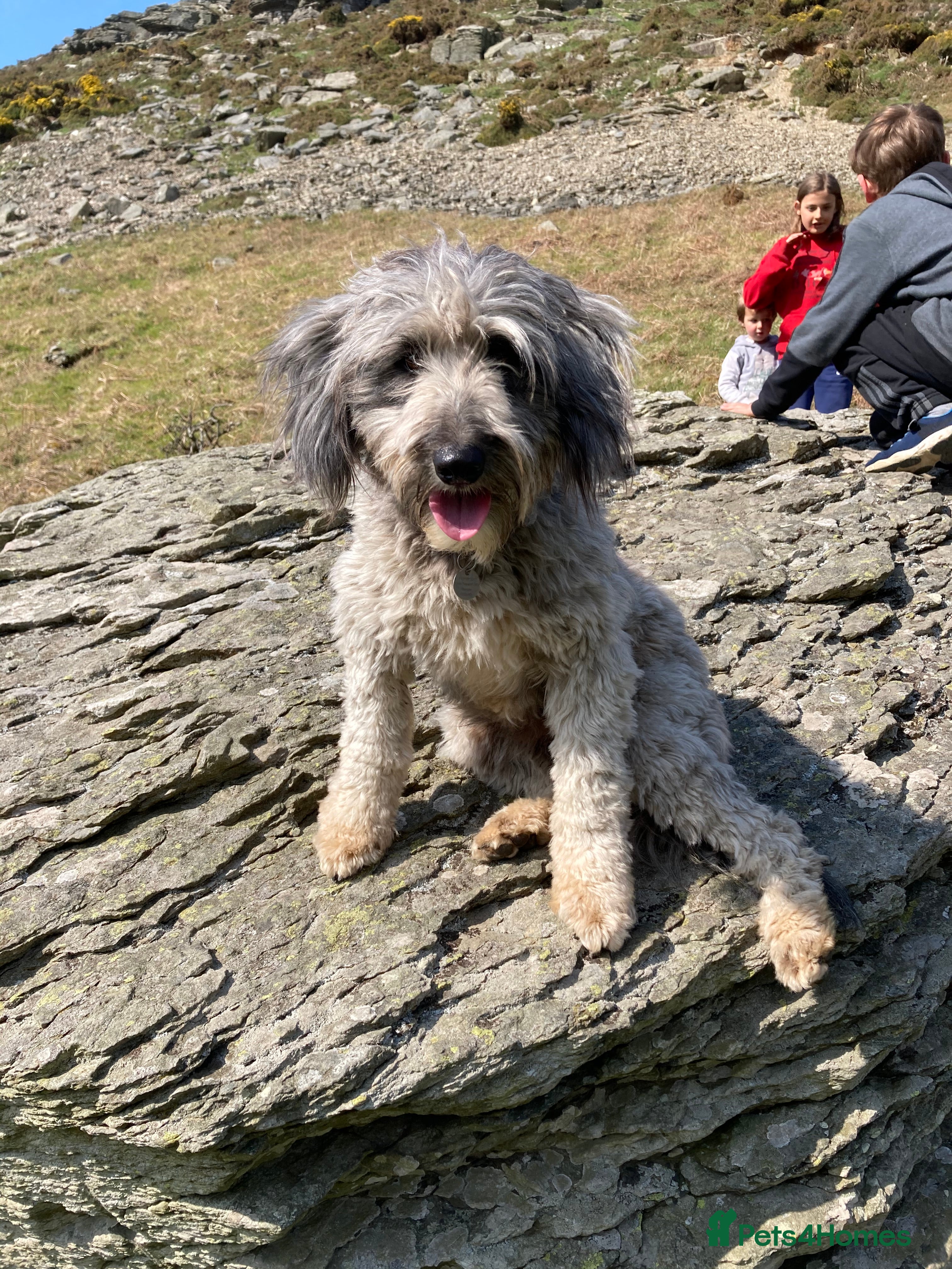 Bordoodle dogs BORDOODLE  adult neutered female  - Advert 6