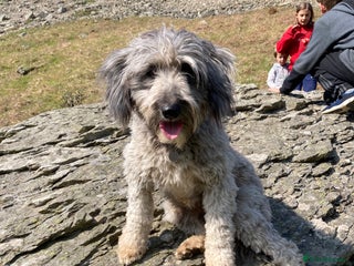 Bordoodle dogs BORDOODLE adult neutered female - Advert 6