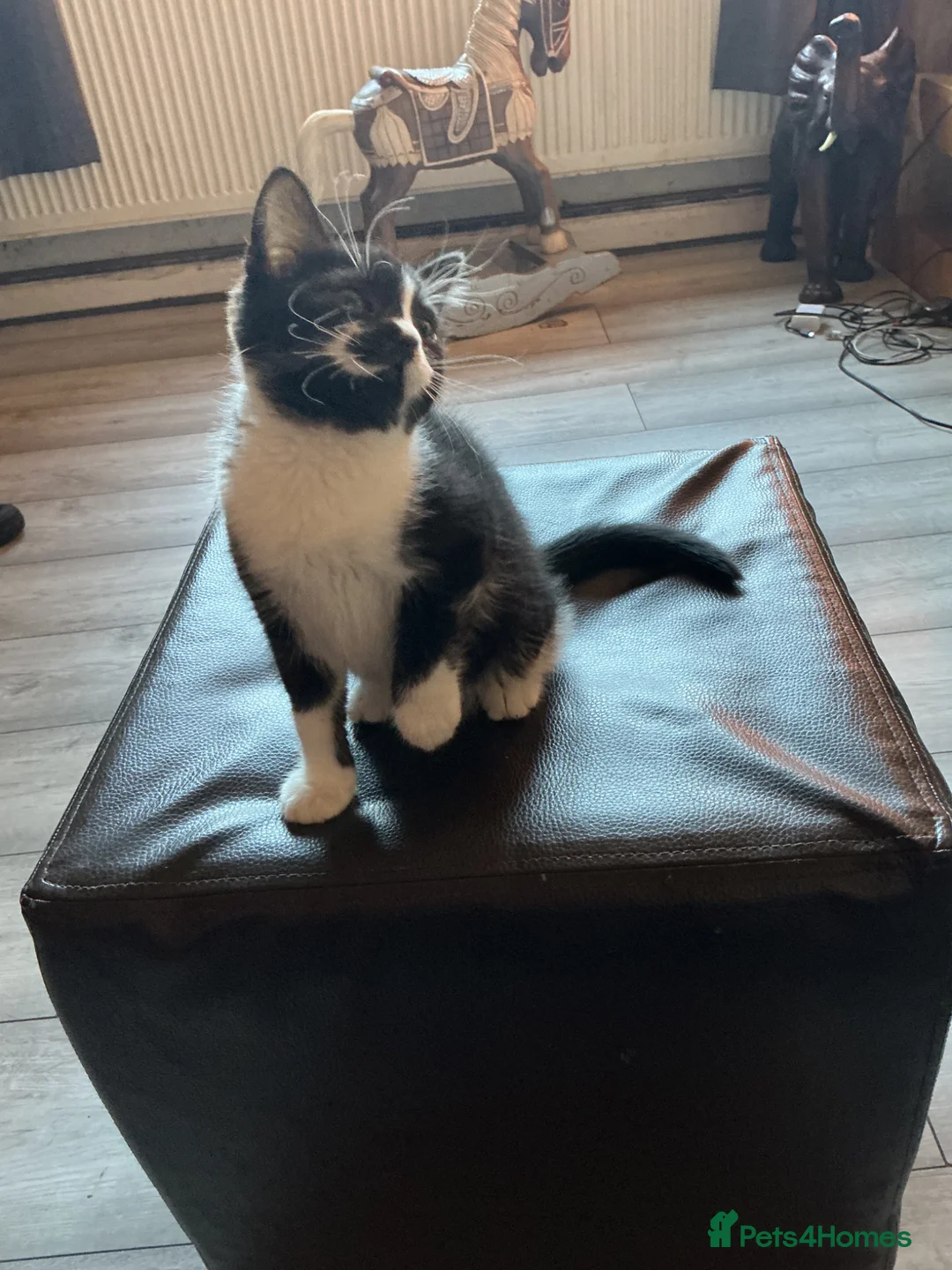 Mixed Breed cats for sale: British shorthair x - Advert 2
