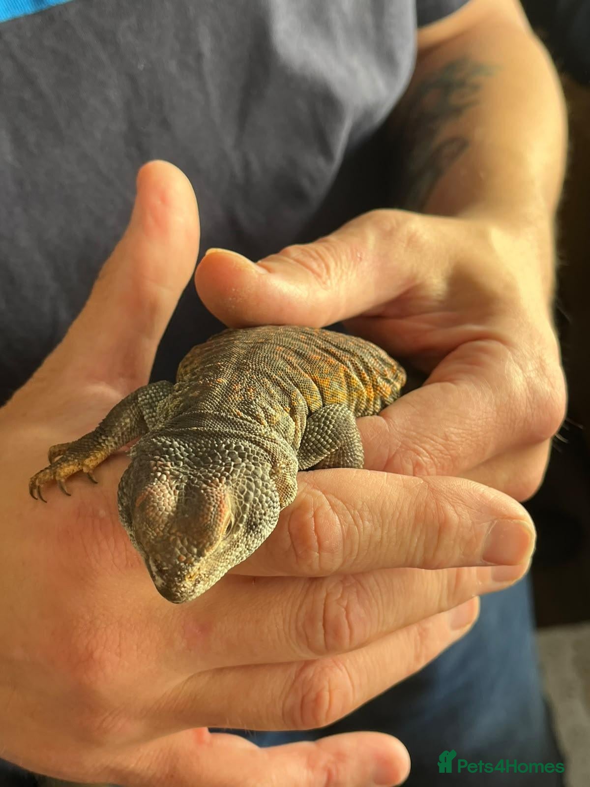 Lizard reptiles Uromastyx Nigriventris - Advert 14