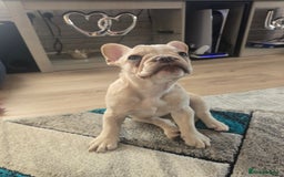 French Bulldog dogs for sale: Female french bulldog (dolly) - Image 4