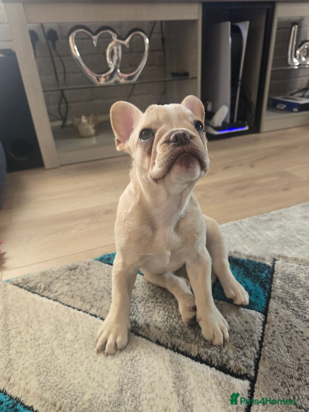 French Bulldog dogs for sale: Female french bulldog (dolly) - Image 4