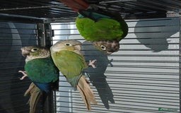 Parrots birds for sale: Bonding pair of parrotlets and conures  - Image 22