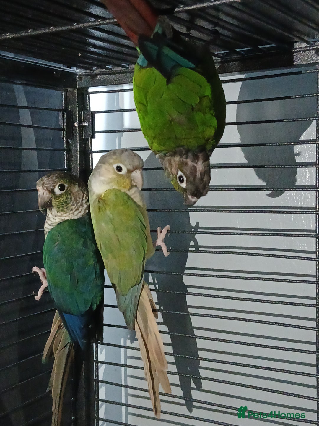 Parrots birds for sale: Bonding pair of parrotlets and conures  - Image 22