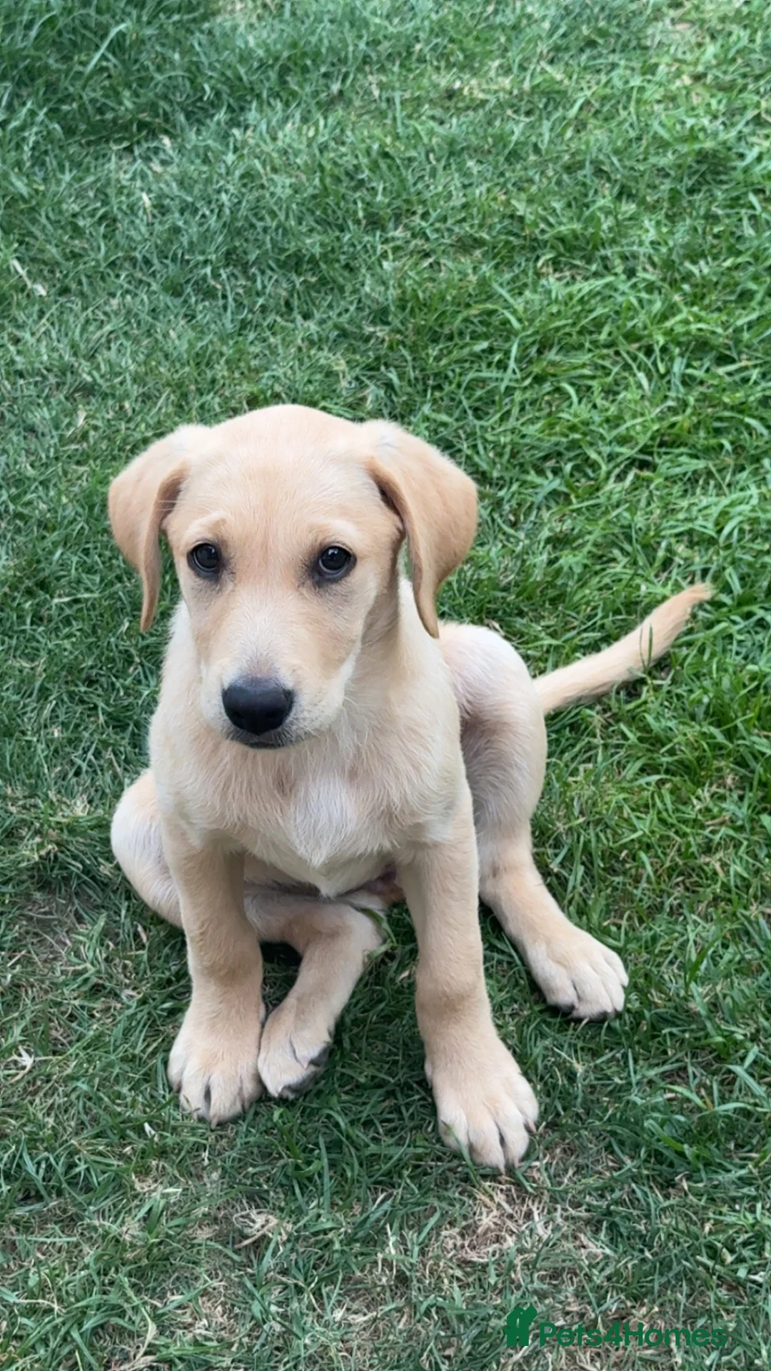 Labrador Retriever dogs for sale: Yellow Lab - Advert 2