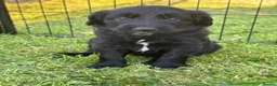 Mixed Breed dogs for sale: Exceptional Bordoodle puppies  - Advert 15