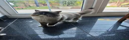 Ragdoll cats for sale: Ragdoll Kittens: Seal Point, Blue & Bicolour - Advert 7