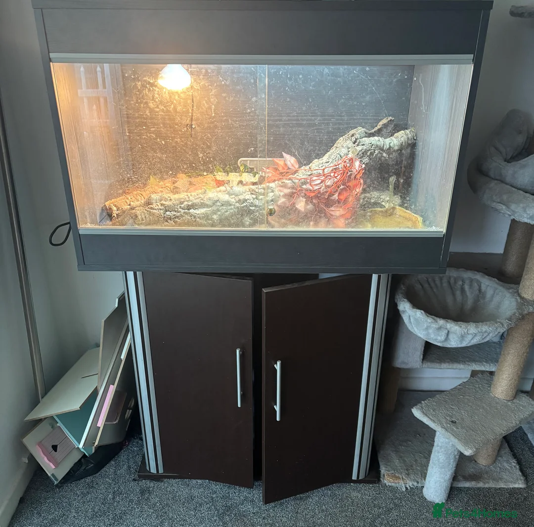 Lizard reptiles for sale: Complete Ackie Monitor Set up and Ackie Monitor - Advert 8