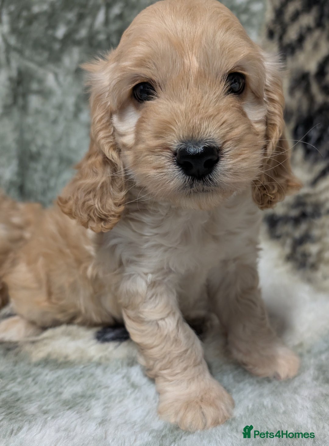 Cockapoo dogs for sale: Beautiful F1 Cockapoo puppies DNA clear - Image 2