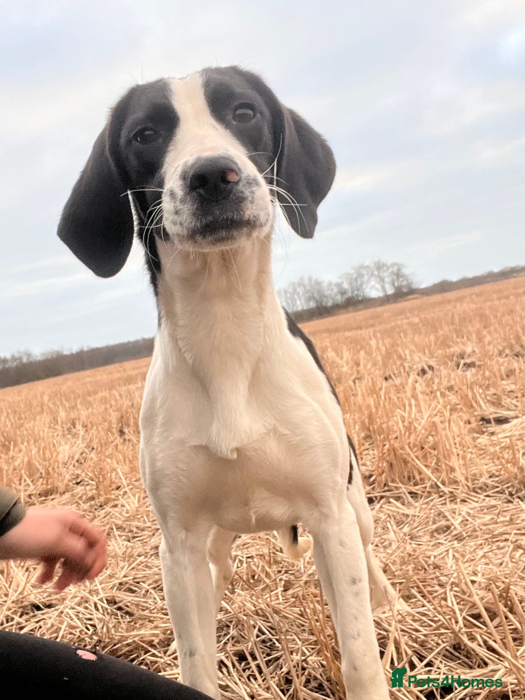 Mixed Breed dogs for sale: Beautiful beagle x spaniel bitch - Advert 1