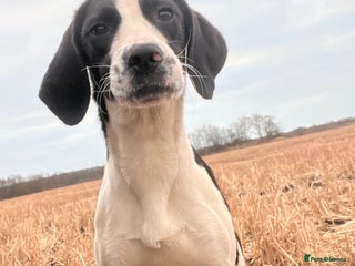 Mixed Breed dogs Beautiful beagle x spaniel bitch - Advert 1