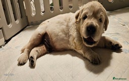 Golden Retriever dogs for sale: Beautiful chunky cream/golden retrievers  - Image 25