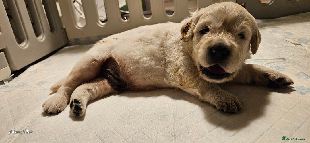 Golden Retriever dogs for sale: Beautiful chunky cream/golden retrievers  - Image 25