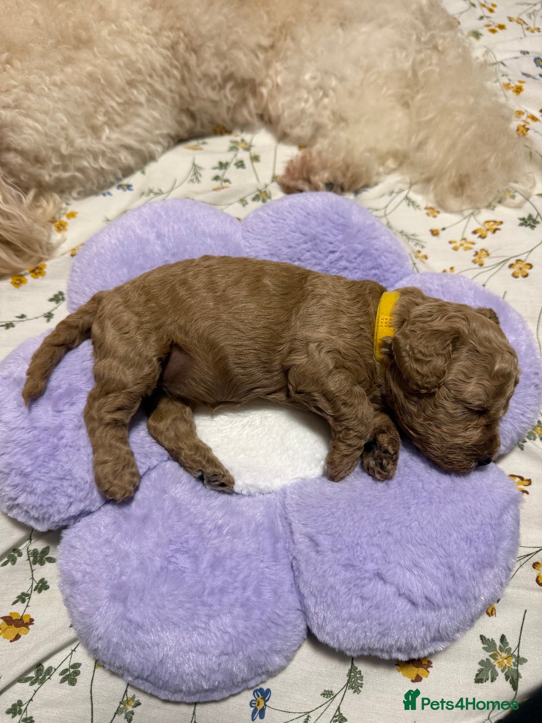 Cavapoo dogs for sale: 4 Beautiful f1b Cavapoo Puppies  - Advert 15
