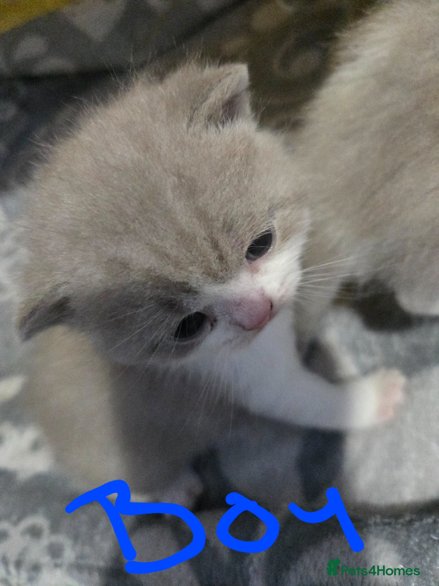 British Shorthair cats  British shorthair only 1 girl and 2 boys left - Advert 1