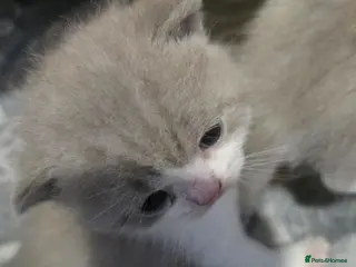 British Shorthair cats British shorthair only 1 girl and 2 boys left - Advert 3