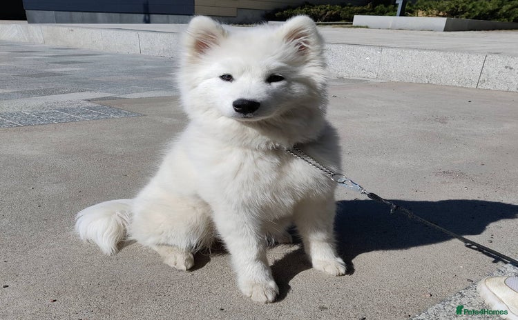 Samoyed dogs - Advert 1