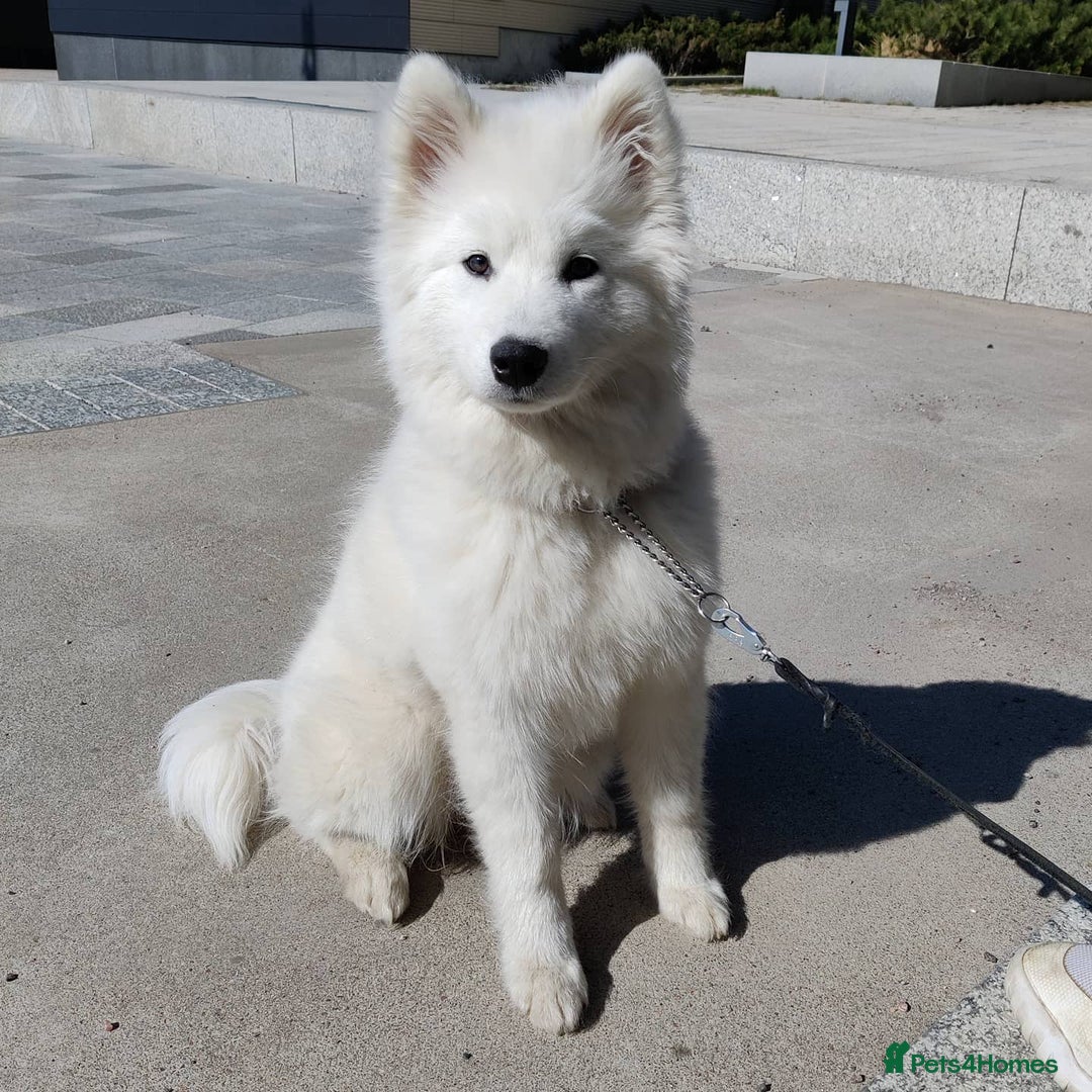 Samoyed dogs for sale: Adorable Samoyed Male For Rehome - Image 1