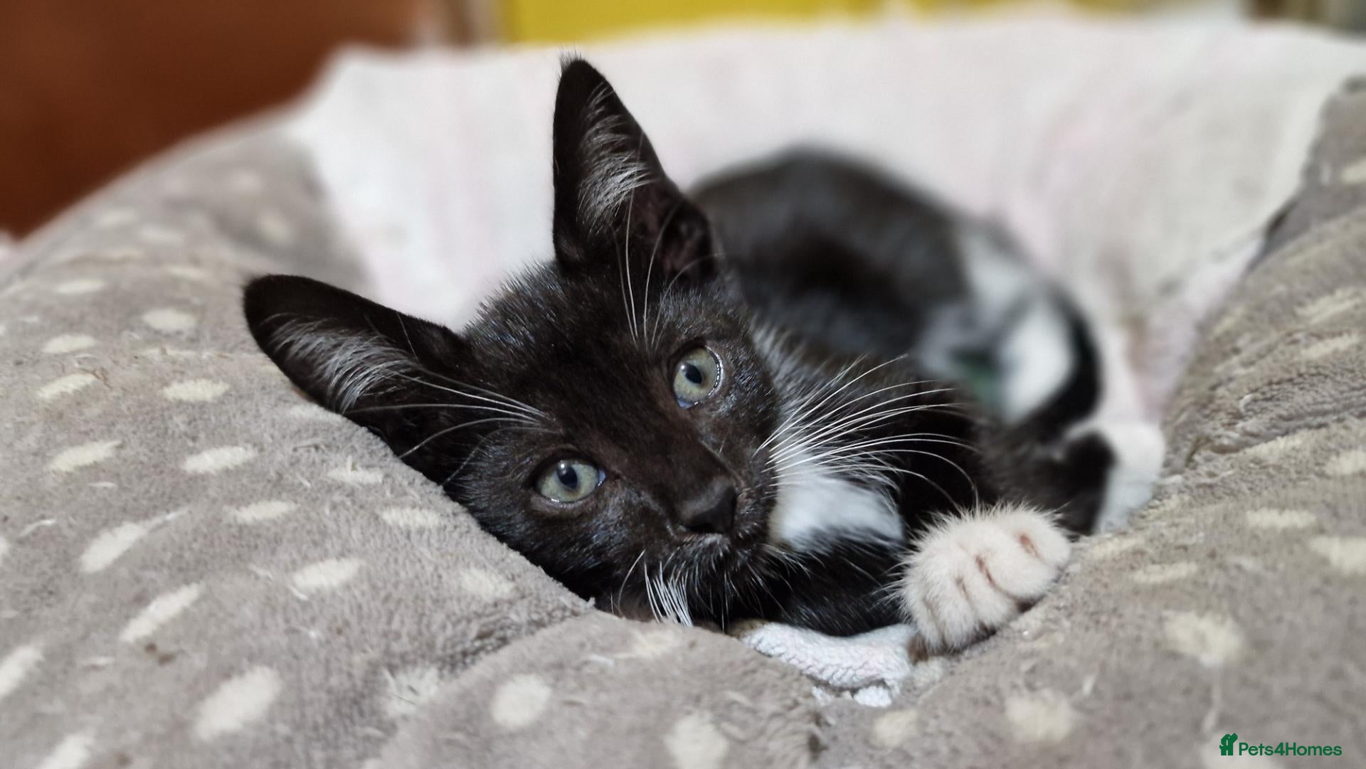 Mixed Breed cats for sale: 8 weeks old kittens ip3 (mum is half maine coon) - Advert 3