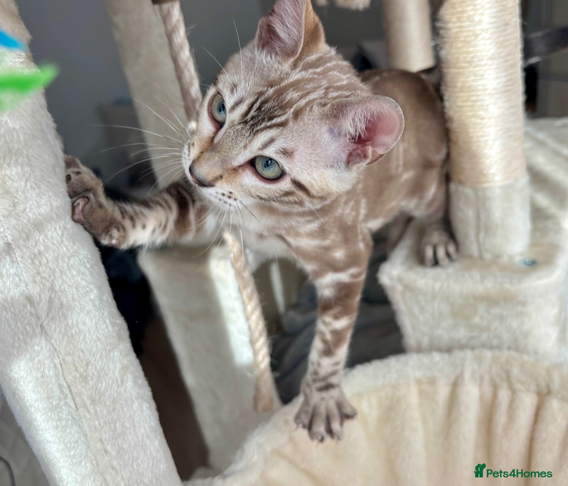 Bengal cats 🐅Gorgeous 😍One of a Kind Dream Bengal Boy!🐅 - Advert 10