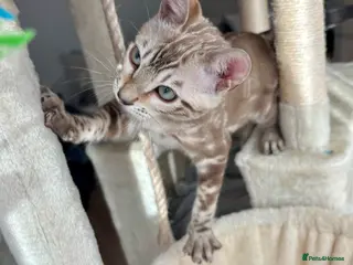 Bengal cats 🐅Gorgeous 😍One of a Kind Dream Bengal Boy!🐅 - Advert 10