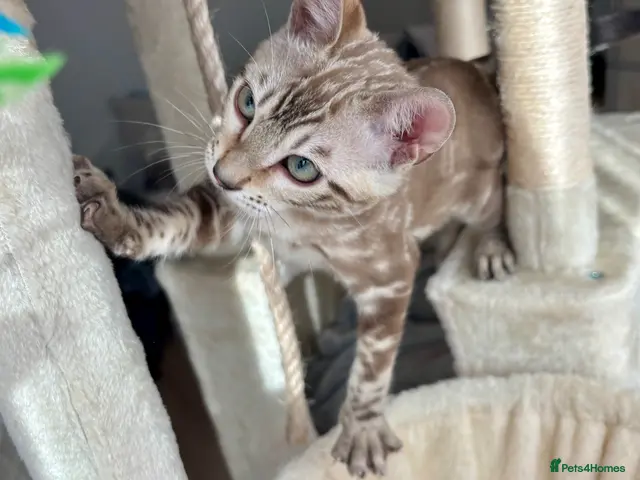 Bengal cats 🐅Gorgeous 😍One of a Kind Dream Bengal Boy!🐅 - Advert 5