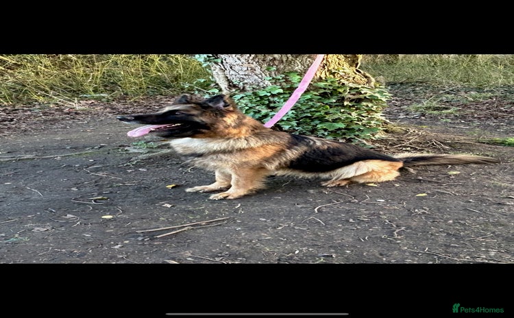 German Shepherd dogs - Advert 2