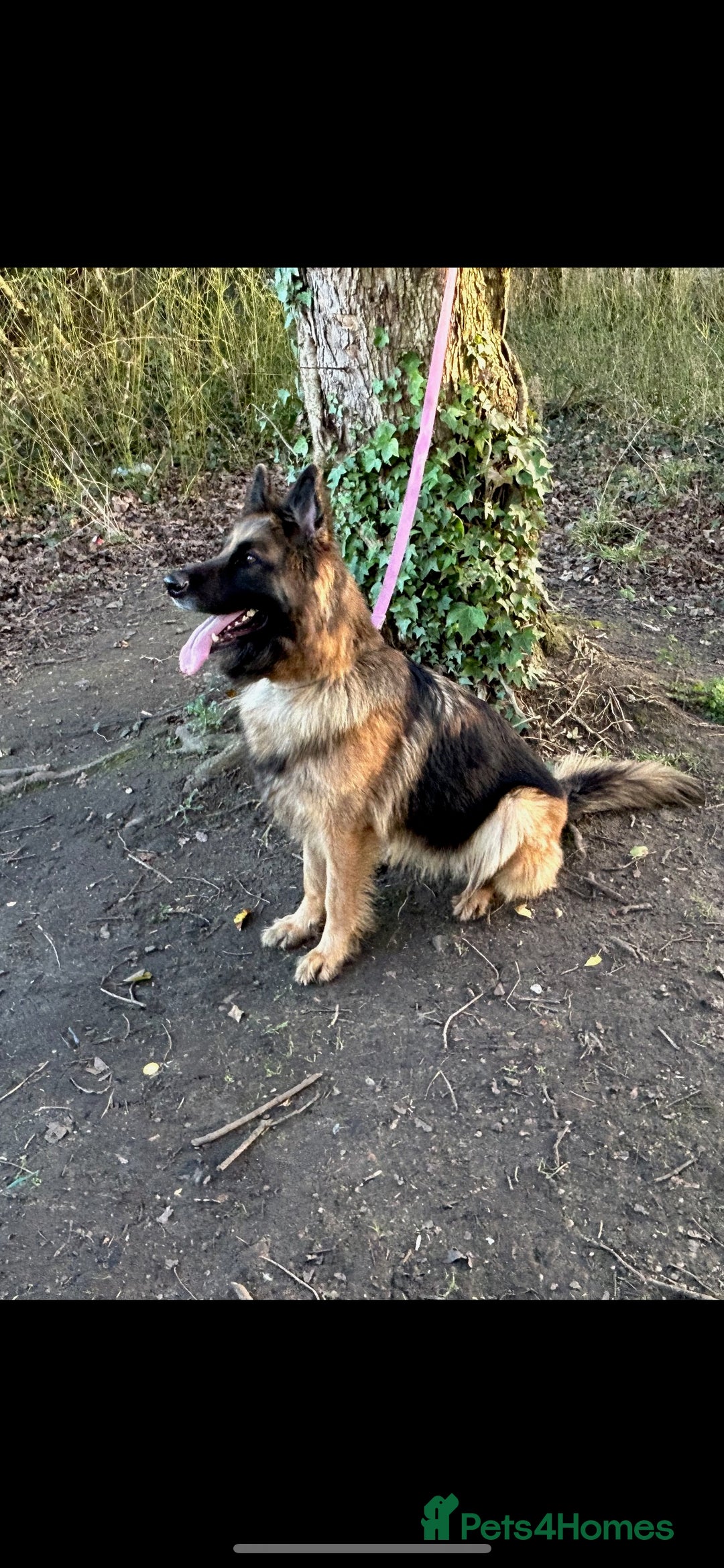 German Shepherd dogs for sale: Pure German shepherd bitch  - Image 1