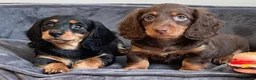 Miniature Dachshund dogs for stud: Rolo the long haired dachshund  in Pentre - Advert 3