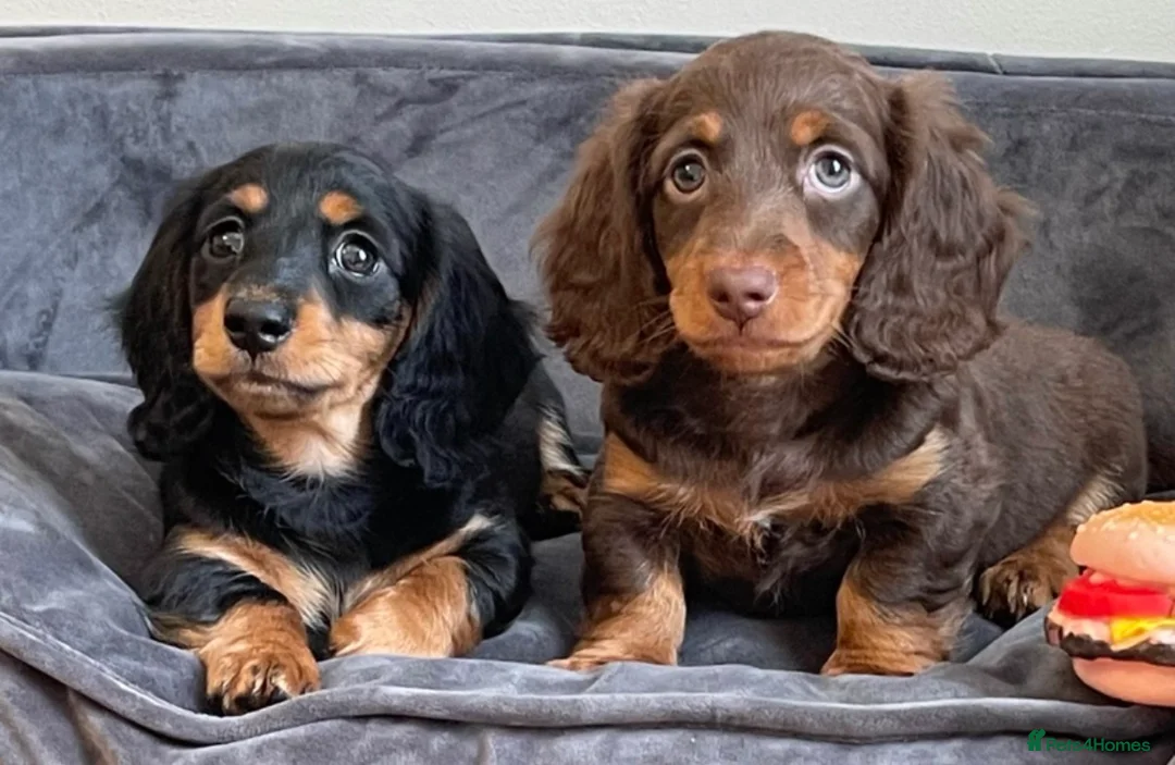Miniature Dachshund dogs for stud: Rolo the long haired dachshund  in Pentre - Advert 3